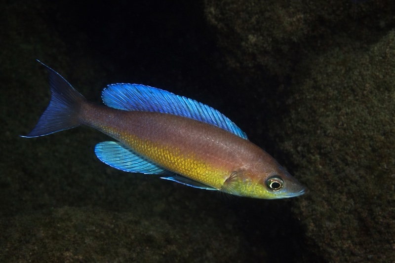 Cyprichromis pavo 'Cape Kabwe Nsolo'